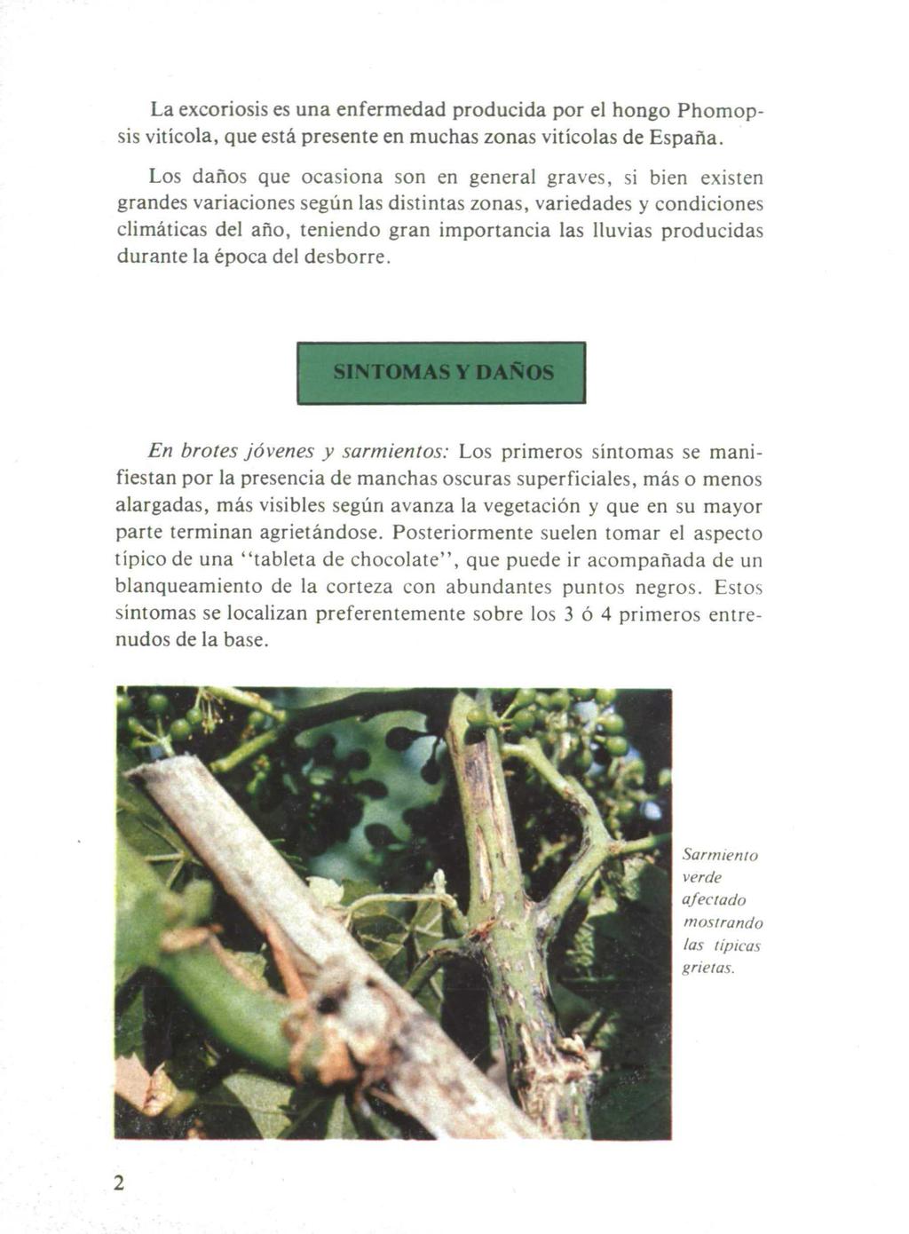 La excoriosis es una enfermedad producida por el hongo Phomopsis vitícola, que está presente en muchas zonas vitícolas de España.