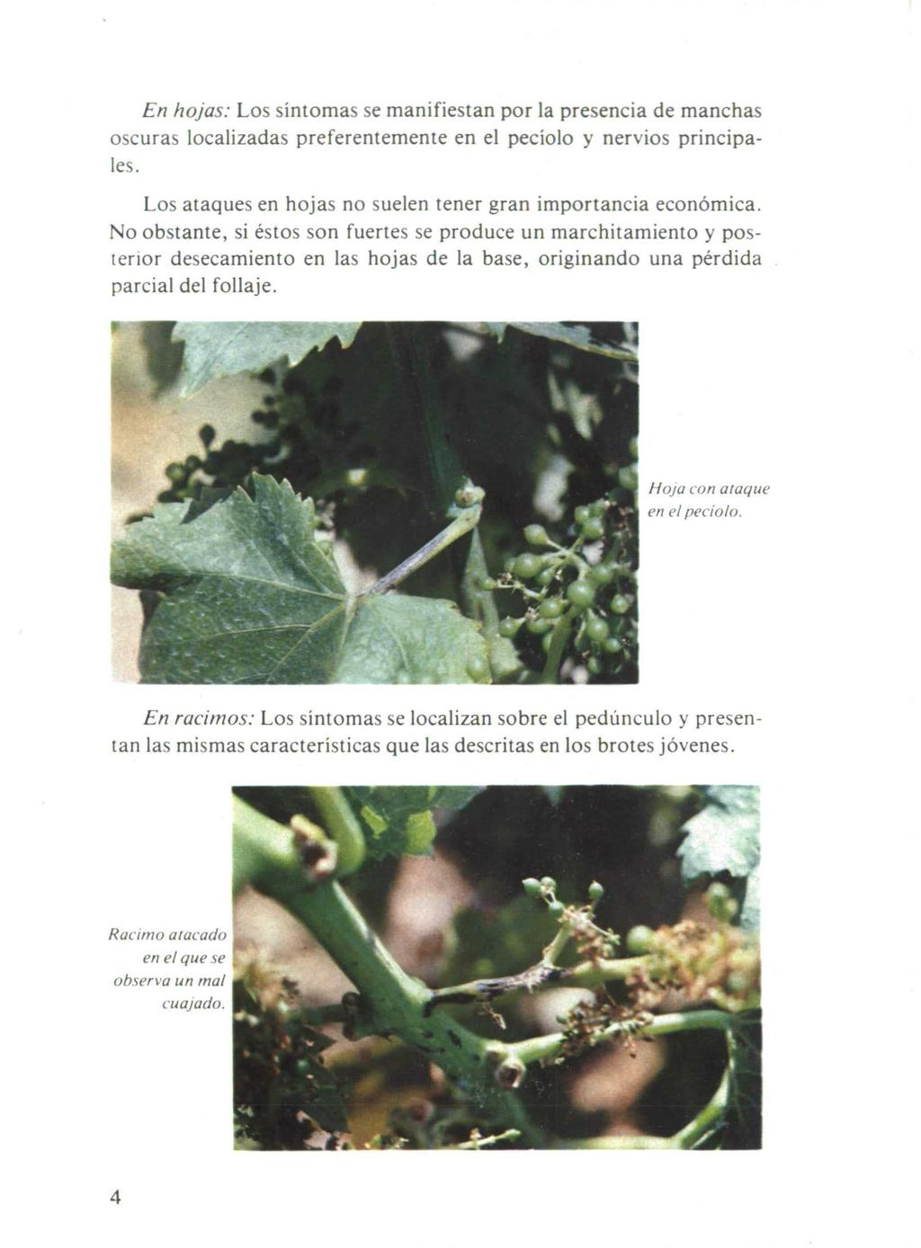 En hojas: Los síntomas se manifiestan por la presencia de manchas oscuras localizadas preferentemente en el pecíolo y nervios principales.