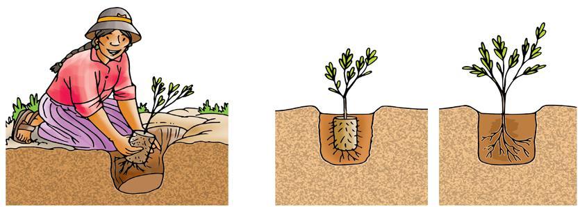 4) Colocado del plantín: Sacar la cubierta de plástico sin dejar caer la tierra.
