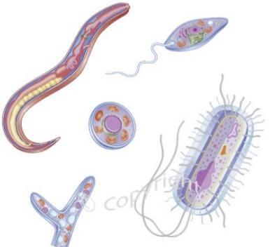 Los microorganismos: son aquellos seres vivos más diminutos que únicamente pueden ser apreciados a través de un microscopio.