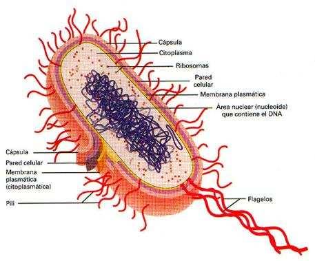 Un organismo formado por células eucariotas se denomina eucarionte.