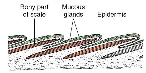 Clase Actinopterygii. Morfología interna Tegumento Epidermis blanda, con células mucosas productora de mucus.