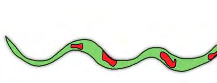 MATERIALES: 2 Serpientes, una marrón con lunares beig y otra verde con lunares rojos (que colorean y construyen los propios jugadores).