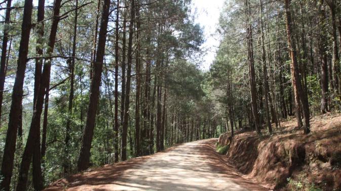Fortalecer a la organización forestal es una condición necesaria para lograr un buen manejo del bosque En Conafor hay programas que han sido diseñados para ello: PROFOR y