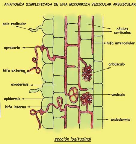 Hongos simbiontes: micorrizas Ectendomicorrizas: Estas simbiosis corresponden a un tipo intermedio entre las endomicorrizas y las ectomicorrizas.