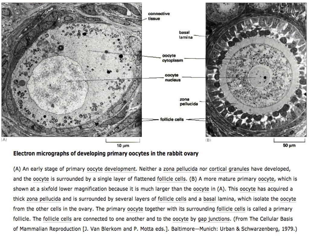 Maduración de un ovocito primario de mamífero Ovocito