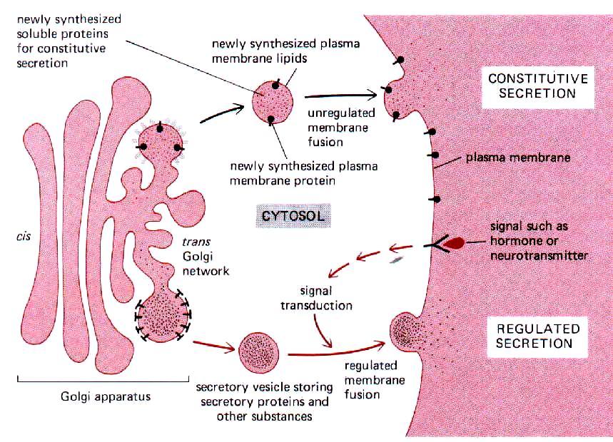 Aparato de Golgi Funciones: Modificación de proteínas