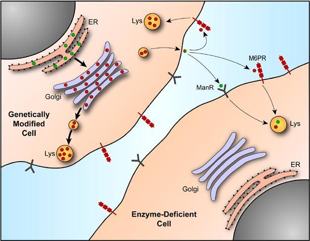 Las enzimas lisosomales se glicosilan en el RE (verde). Luego adquieren la manosa-6p (rojo) en Golgi y se unen al receptor de manosa-6p.