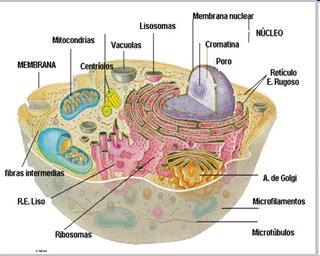 Célula Eucarionte: animales, plantas, hongos, protistas
