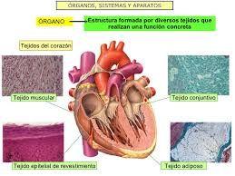 Del tejido al órgano Un órgano es una agrupación de tejidos,