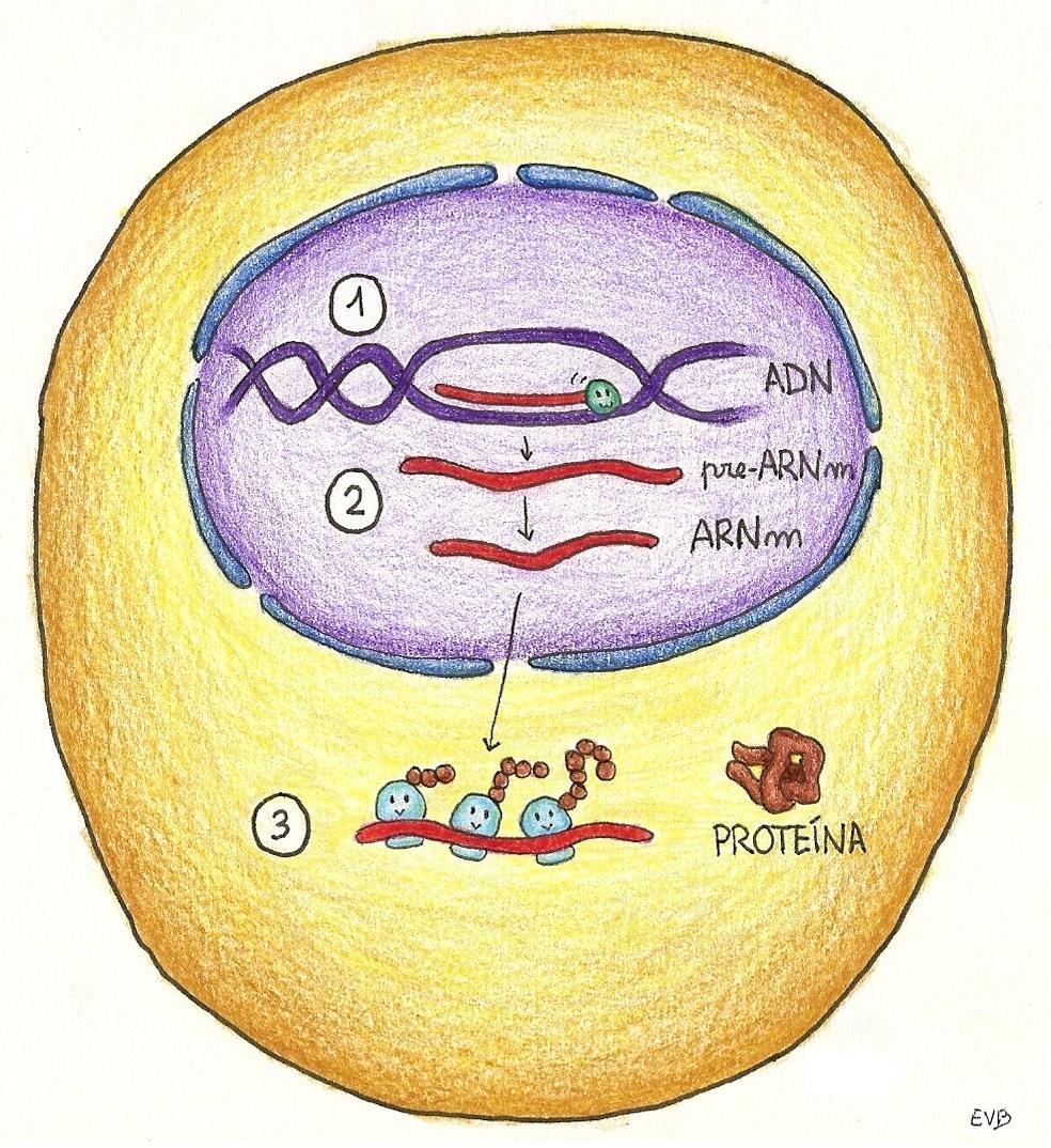 Una vez maduro la molécula de ARNm sale del núcleo a través de los poros de la membrana nuclear y lleva dicha información hasta los ribosomas del citoplasma para que se sinteticen las proteínas, por