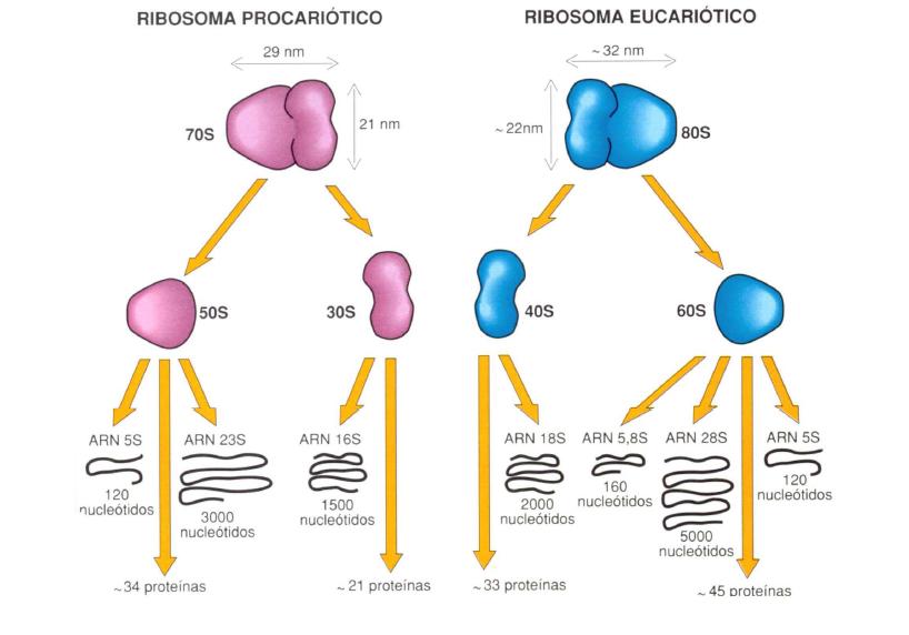 EL ARN RIBOSÓMICO FORMA PARTE DEL RIBOSOMA Los ribosomas son macro-estructuras nucleoprotéicas que leen el mensaje genético.