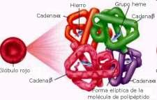 1 3 2 4 Estructuras de algunas biomoléculas: 1,