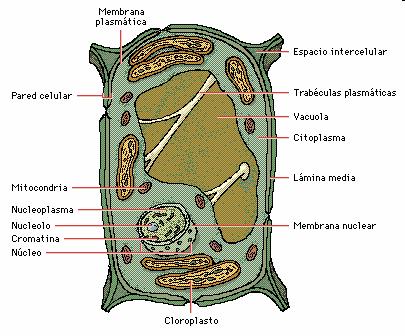 Eucariota vegetal