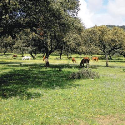 03 Ganadería y dehesas En la confl uencia de las veredas de La Alcaidía y de Linares es frecuente observar ganado alimentándose en las