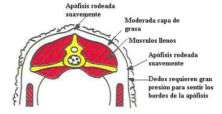 3 Figura 3. Grado 1 de Condición corporal. Condición 2: La apófisis espinosa se palpa afilada y prominente. El área presenta una delgada capa de grasa.