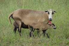 En ovejas Pelibuey y Blackbelly, debido a que acumulan menor cantidad de grasa en la región del examen y mayor en el pecho, se hacen dos ajustes a la