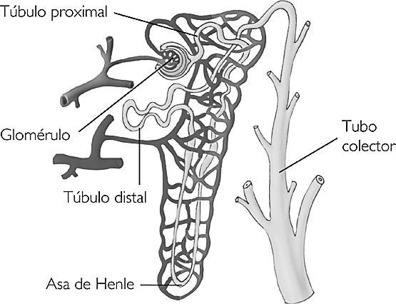Esquema que muestra la ubicación de los nefrones en un riñón: Uretra: conducto por el que sale la orina al exterior a través del poro urinario.