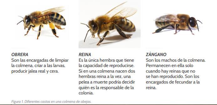Cooperación 4. Lee la información y responde las preguntas. Las abejas son animales sociales y organizados.