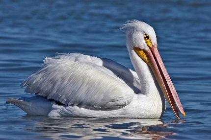 Pelicano Pato Gaviota
