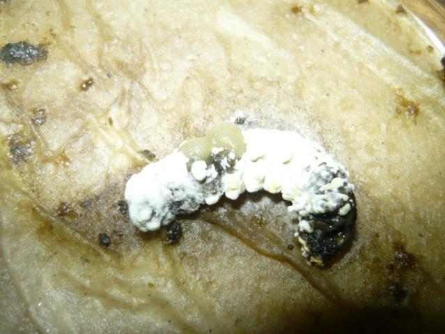 gusanos cortadores (Agrotis sp)