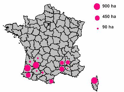 Las principales regiones productoras del kiwi son Córcega y el sur oeste de Francia: Principales superficies de producción de kiwi en Francia en 2002, fuente: Servicio de los Nuevos Mercados,