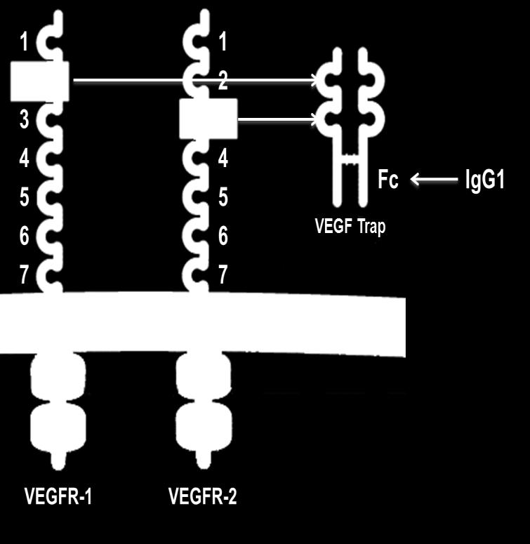 Aflibercept Es una proteína de fusión de los dominios principales de los receptores humanos de VEGF 1 y 2 con la fracción Fc de la IgG1 humana Aflibercept= VEGF Trap= AVE0005 =