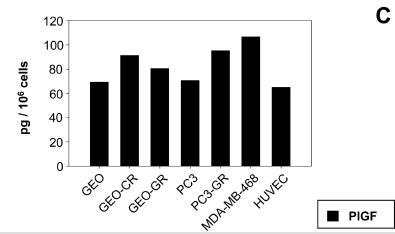 Los niveles de PLGF se elevan en células resistentes a anti-egfr En líneas celulares tumorales humanas de cáncer de colon (GEO) resistentes a inhibidores de EGFR, GEO-CR (resistentes a