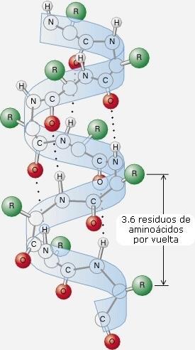 α-hélice La longitud del paso de vuelta es de 0,54nm La rotación es hacia la derecha, cada aminoácido gira 100º con respecto al anterior.