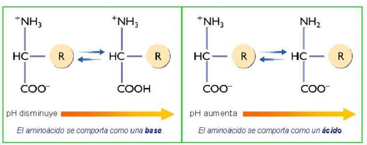 PROPIEDADES ÁCIDO-BASE En disolución acuosa, los aminoácidos forman iones dipolares, también llamados iones híbridos (poseen igual número de cargas positivas que negativas).