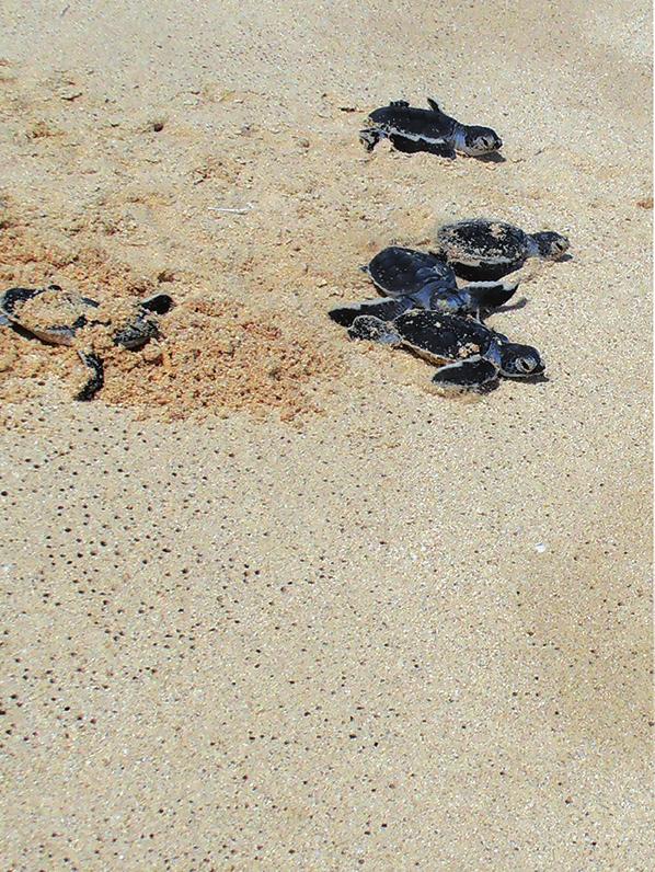 CONSERVACIÓN Y MANEJO DE LOS RECURSOS NATURALES Dinámica reproductiva de las tortugas marinas en el Parque Nacional Cayos de San Felipe AUTORES: Téc. LEONARDO ESPINOSA PANTOJA 1, M. Sc.