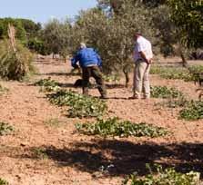 El proyecto El fortalecimiento de la biodiversidad en Doñana se desarrolla en los municipios de Almonte, Bollullos Par del Condado, Hinojos, Rociana del Condado y Villamanrique y su objetivo