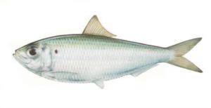 ALIMENTO SUMINISTRADO Se utilizo la sardina: Harengula jaguana. Disponible en todo el litoral campechano. Precio = 1 peso/kg.