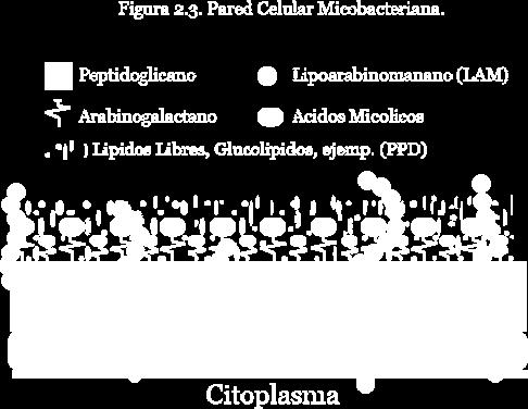 Las micobacterias resisten a la decoloración con una mezcla de 3 % de ácido clorhídrico y 95 % de etanol, esta propiedad las ha hecho llamar bacterias ácido