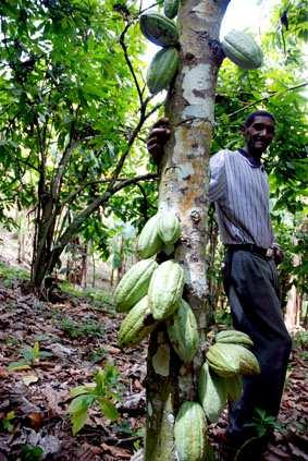 Desde 2005, la ONG local SEFADES decidió apoyar a seis cooperativas de la región, lo que llevó a la creación de una federación regional, la FECCANO (Federación de Cooperativas de cacao del Norte).