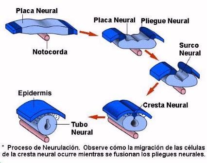 NEURULACIÓN NEURULACIÓN Límite dorsal del tubo neural à Cresta Neural Originan Glias nervios periféricos (algunas) Neuronas simpáticas (autónomas) y Sensitivas (somáticas) Células Suprarrenales El
