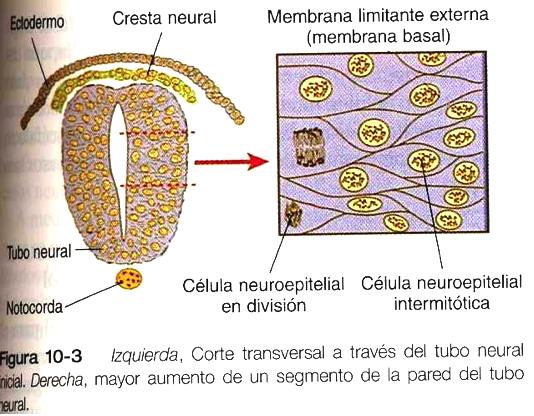 NEUROGÉNESIS NEUROGÉNESIS Neurogénesis Proceso por el cual se generan las neuronas NEUROGÉNESIS Al principio son todas las células iguales En algún punto del desarrollo se generan divisiones