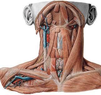 Las fibras posteriores se insertan en la cara anterior del cuerpo del hioides. 3. Digástrico.