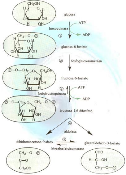 1. Glucólisis (etapas) La fosforilación de la glucosa reduce la energía de activación necesaria para el desarrollo de las etapas siguientes.