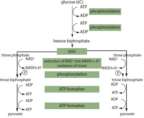 1. Glucólisis (Resumen) Glucosa + 2 NAD + + 2 ADP + 2 Pi 2 Ácido pirúvico + 2 NADH + 2 H + + 2 ATP Balance: Por cada molécula de glucosa (6C) que ingresa en esta vía, se obtiene: 2 moléculas de ácido
