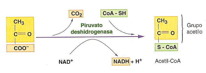 Descarboxilación oxidativa del piruvato El piruvato (3C) es conducido desde el citosol a la matriz mitocondrial, mediante transportadores específicos que le permiten atravezar las dos membranas