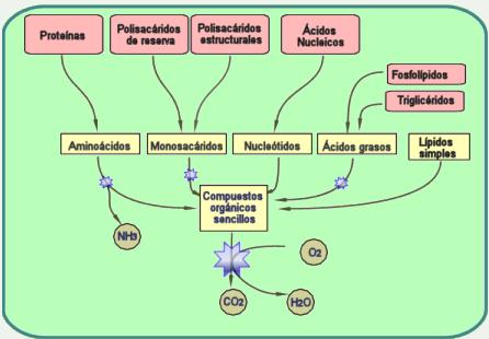Catabolismo El catabolismo es el conjunto de reacciones metabólicas cuya finalidad consiste en proporcionar a la célula los siguientes recursos: - Precursores metabólicos.
