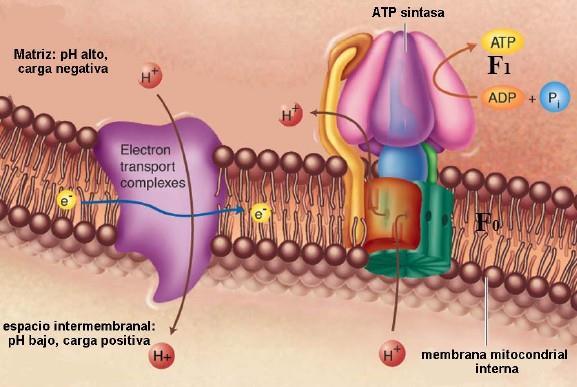 Fosforilación oxidativa: teoría quimiosmótica En la quimiosmosis, los protones se difunden a través de una ATP sintasa para generar ATP.
