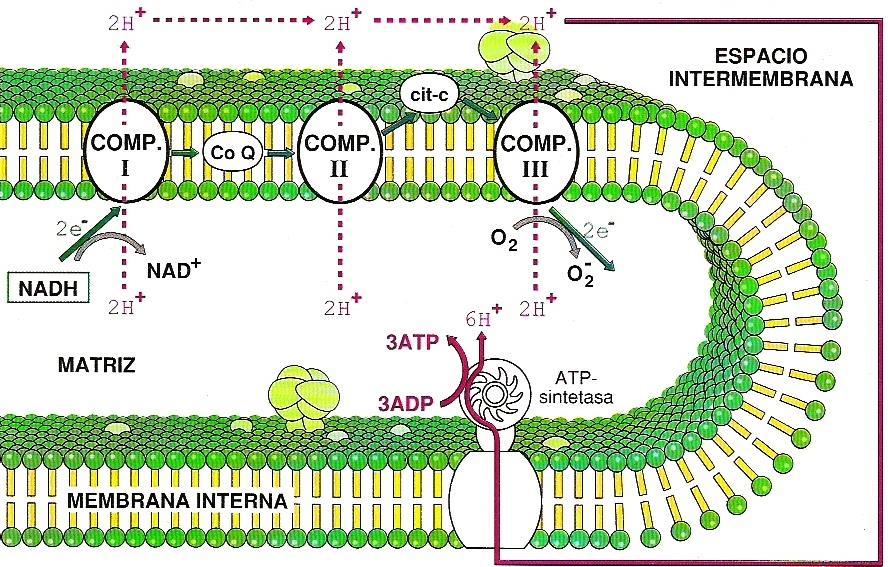 Fosforilación oxidativa: teoría quimiosmótica La oxidación de cada molécula de NADH procedente de la matriz mitondrial produce en la cadena respiratoria tres moléculas de ATP, mientras que la
