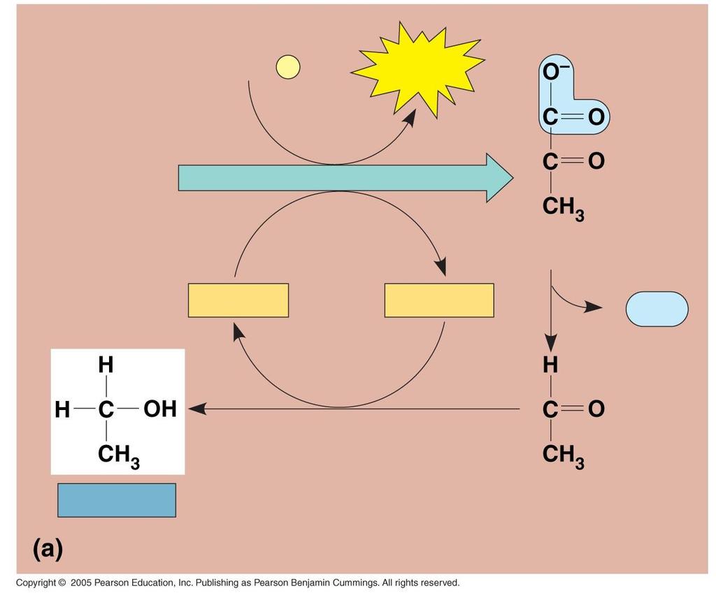 Fermentación alcohólica Consiste en la transformación anaerobia de la glucosa en etanol y CO 2.