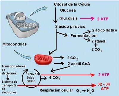 Fermentación vs Respiración Ambos procesos comienzan con la oxidación de la glucosa hasta piruvato (glucólisis).