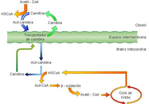 Catabolismo de los lípidos: Beta-oxidación Los ácidos grasos en el citoplasma son transportados al interior de la mitocondria mediante la molécula carnitina.
