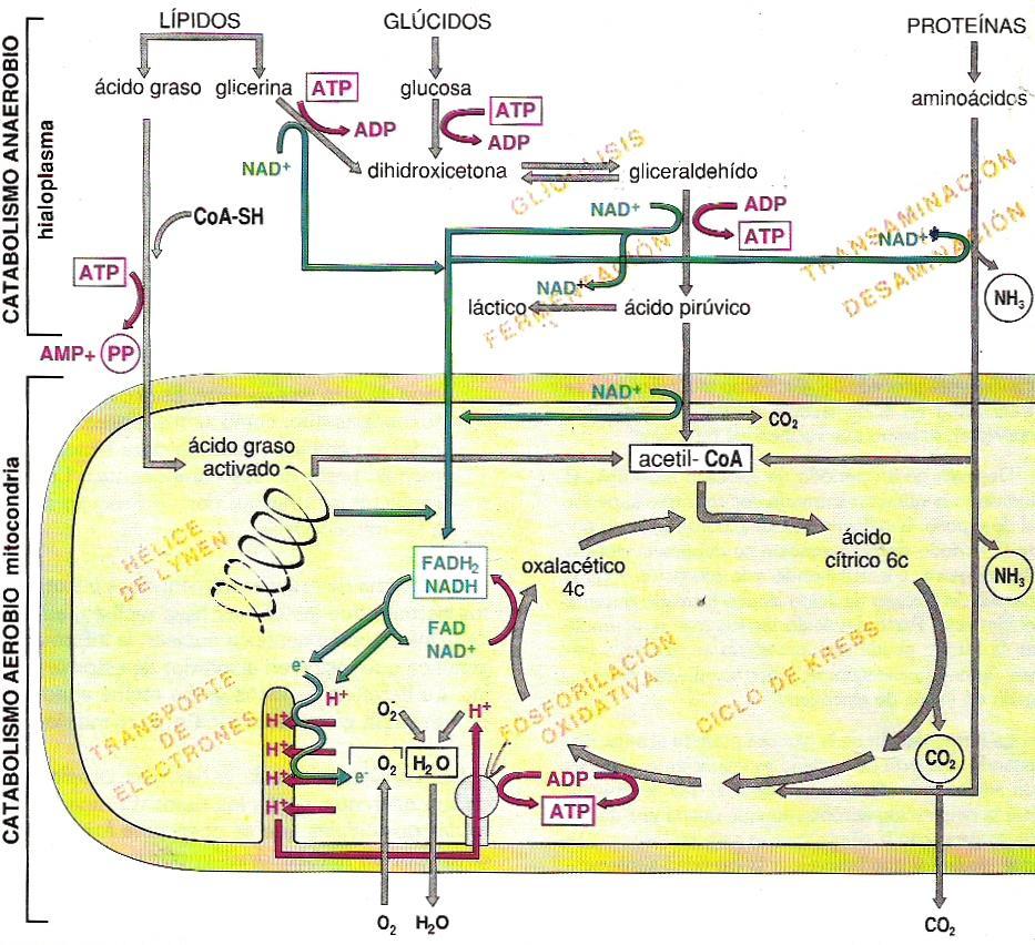 Esquema general del Catabolismo La respiración celular es la liberación controlada de energía de los compuestos orgánicos para producir ATP.