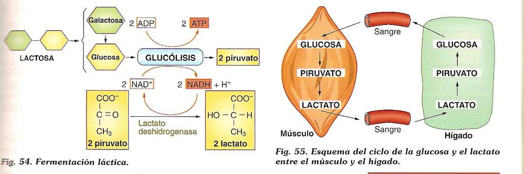 Tipos de catabolismo Definición de fermentación: tipo de catabolismo parcial, en el que el aceptor de los H es una molécula orgánica y los productos finales del proceso son también sustancias