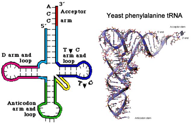 El RNA que se sintetiza puede ser el ribosomal, el de transferencia o el mensajero Se requiere el DNA porque de su secuencia se sintetiza la del RNA, la cual es complementaria Producto de la